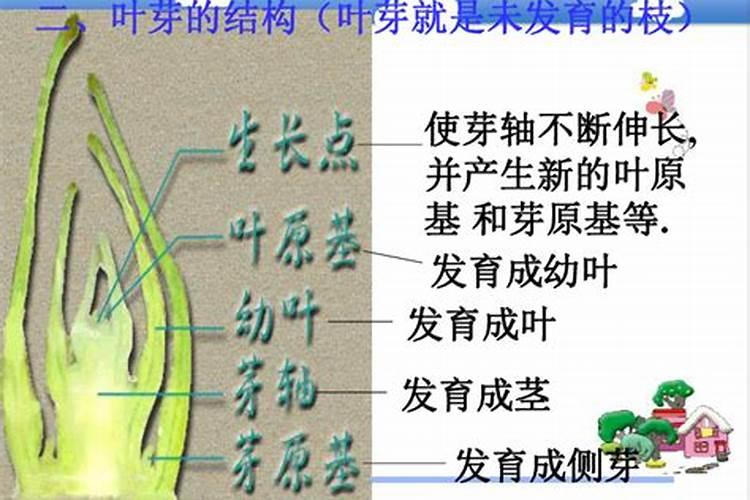 茶花花苞期长叶芽如何处理
