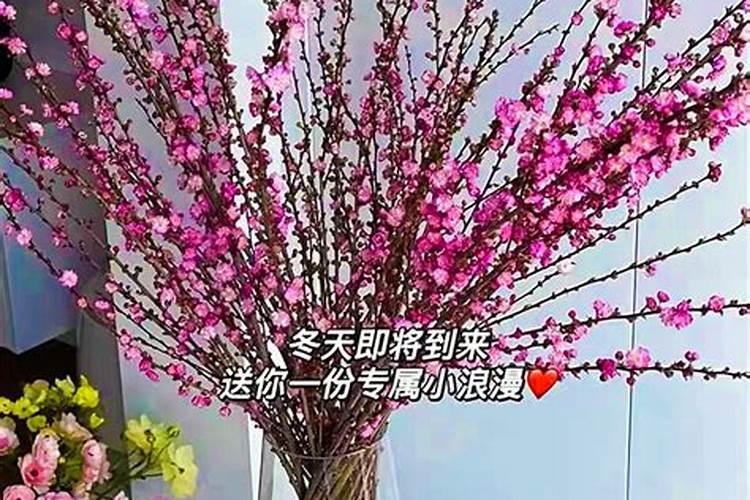 氨基酸是否能给桃树吗用