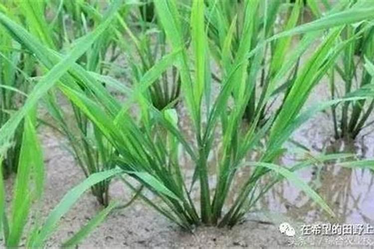 钙镁磷肥怎样用效果好 钙镁磷肥使用注意事项有哪些