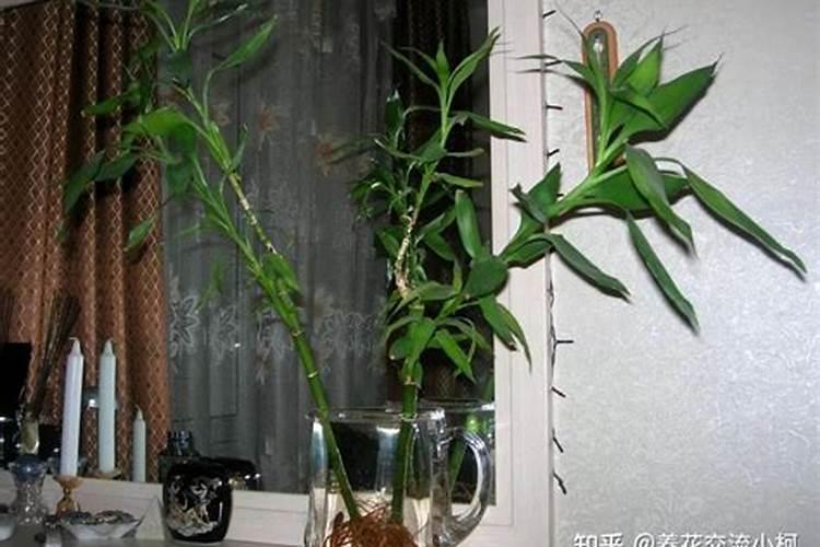 富贵竹怎么养才能长得好,摆在家中的什么位置