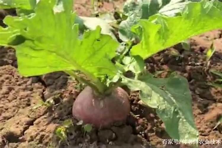 水萝卜的种植方法和时间