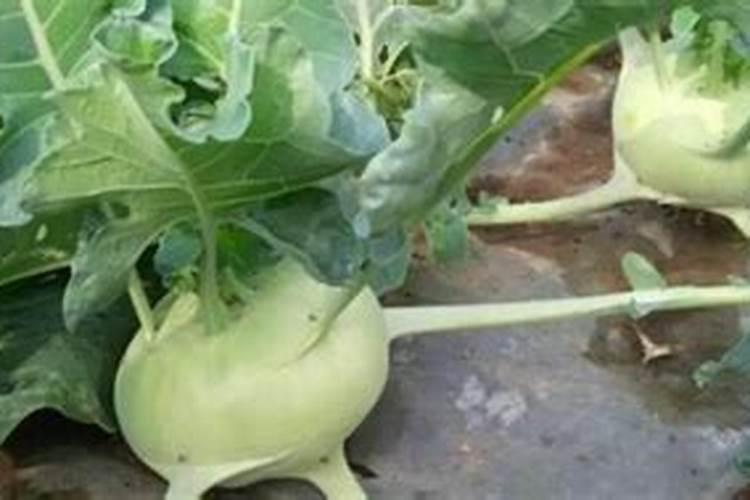 露天越冬大头菜种植技巧 大头菜种植技巧是什么