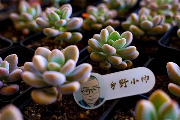 多肉植物可以施氮肥吗 多肉植物能施氮肥吗