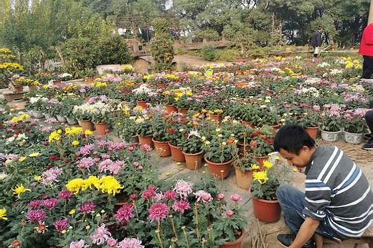 养栀子花的肥料 栀子花最好的肥料是什么怎么施