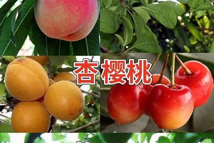 秋天果树施什么肥？