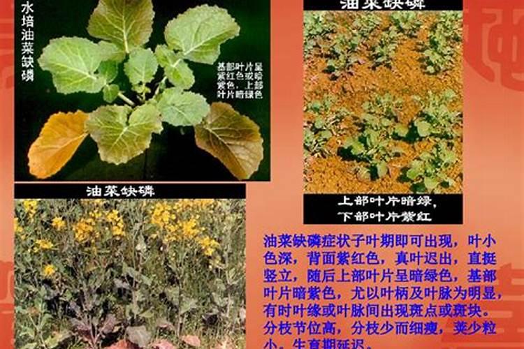 玉米苗期发红是什么情况(玉米幼苗叶子变红是什么原因)