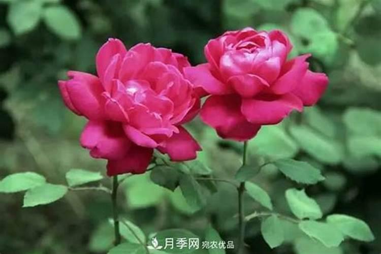 月季花施什么肥？
