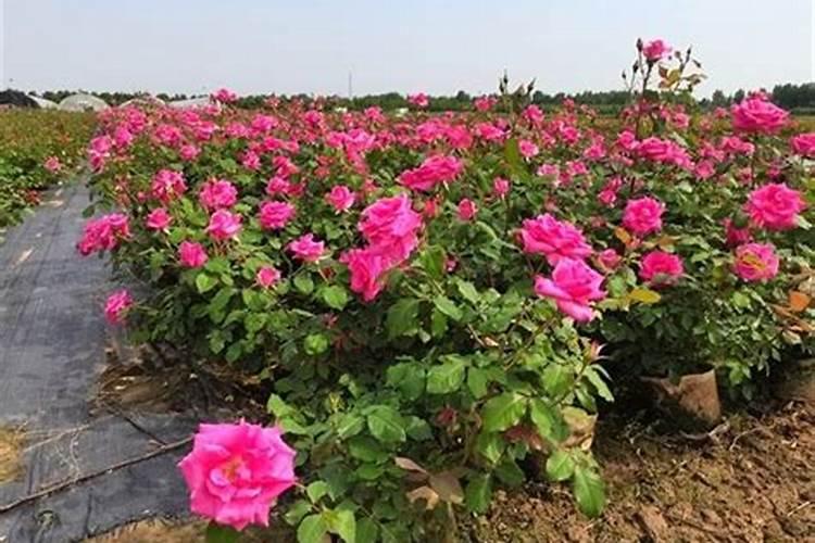 月季花可以用磷酸二氢钾肥吗(盆栽月季施什么肥最好)