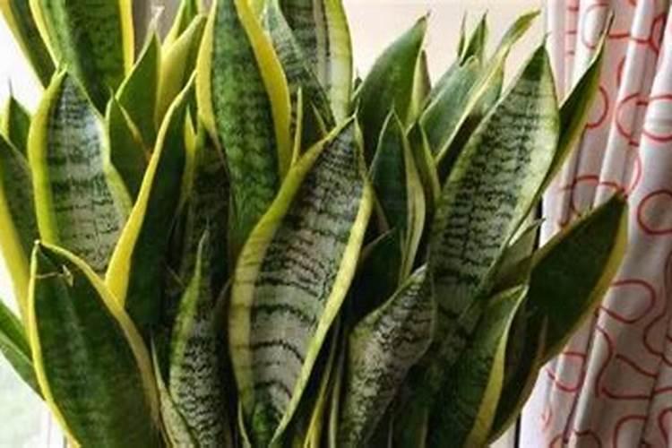 金边虎皮兰怎么施复合肥 夏天可以施肥吗