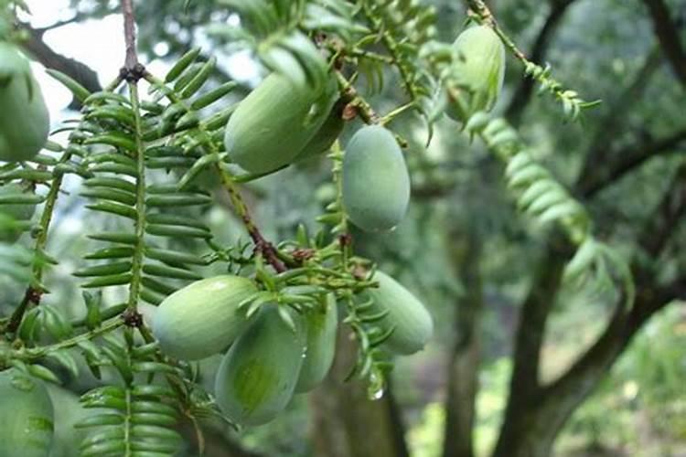 我是先种木榧苗,大了以后嫁接