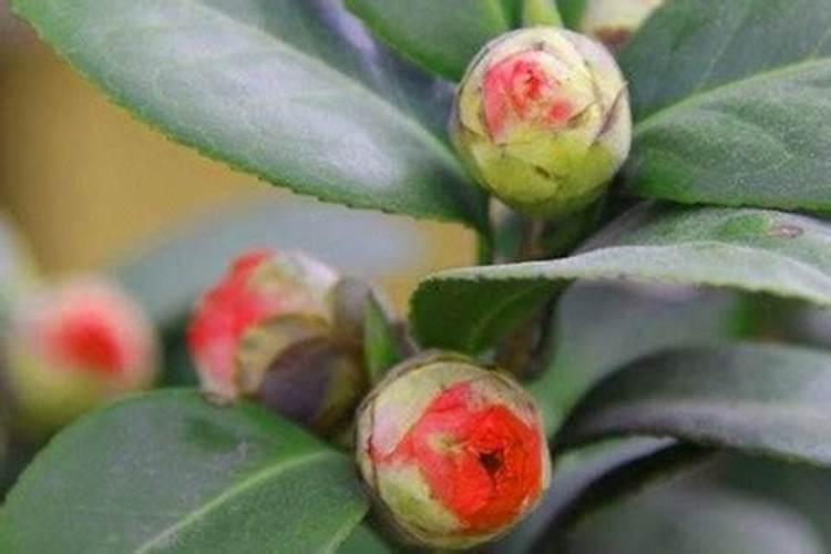 茶花结苞但一直不开花,4种原因及解决方法
