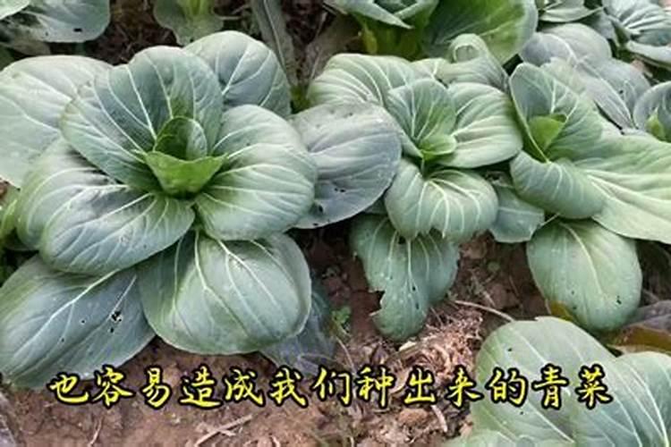 种植辣椒时施肥不当,会造成哪些后果？