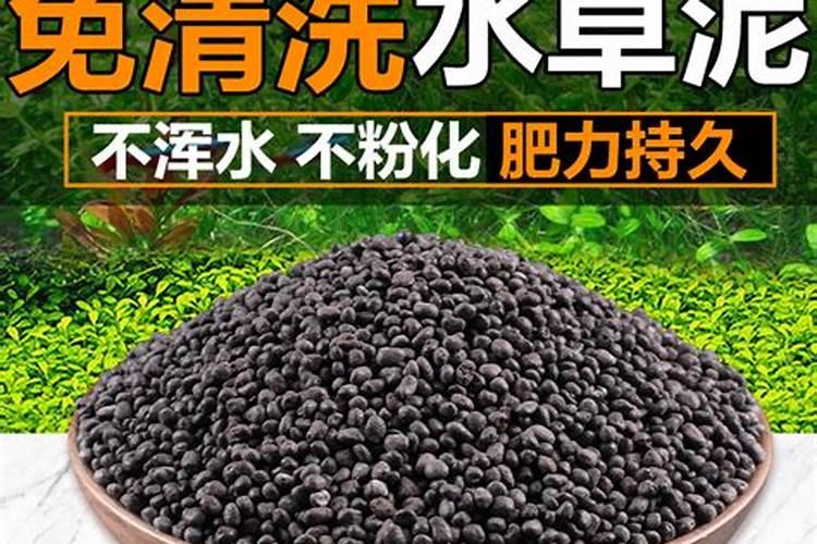 竹芋养植要领