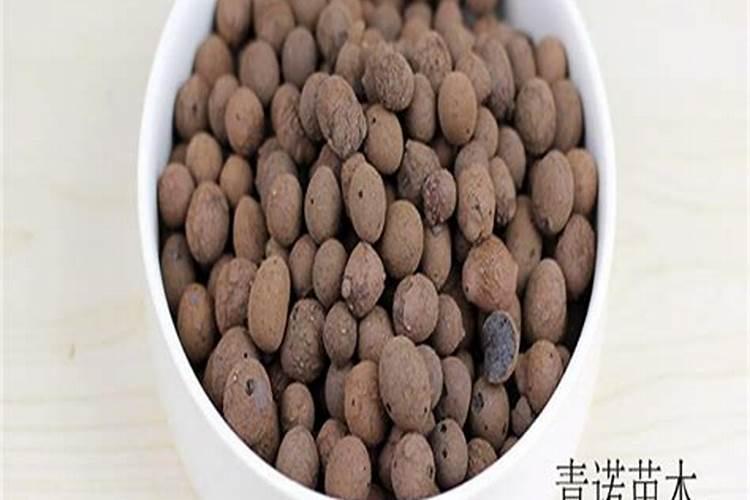 发财树竟然还能开花结果,他都是这么做的