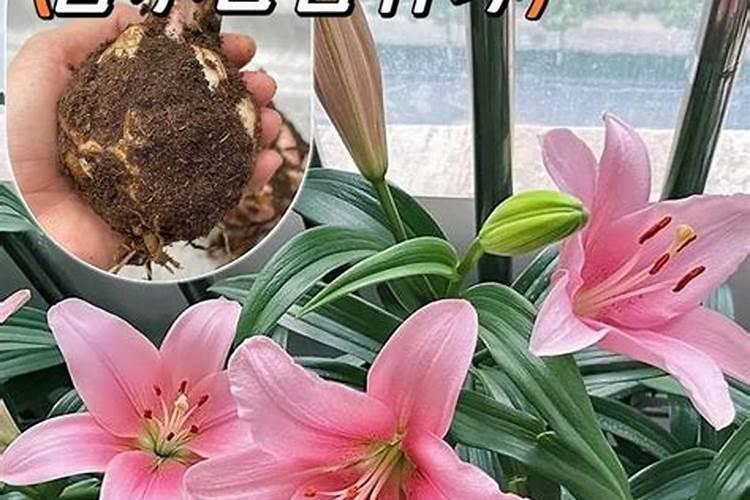 百合冒出来十多公分的芽可以喷施花多多吗？