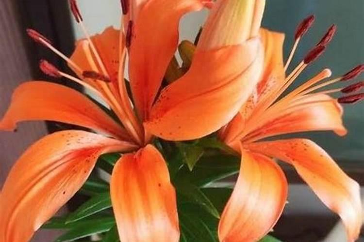 百合发芽后如何养护到开花