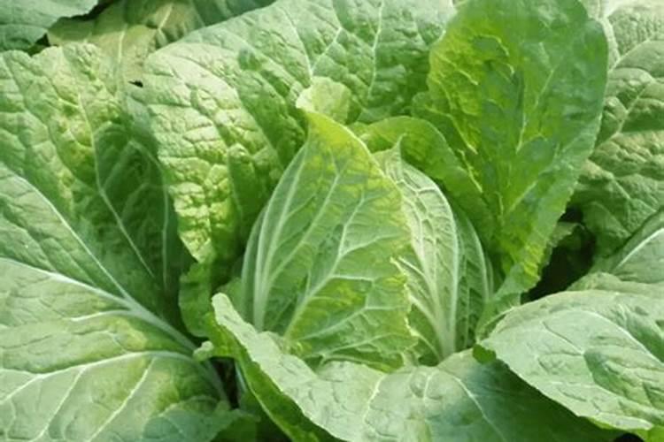 种白菜用什么肥料最好