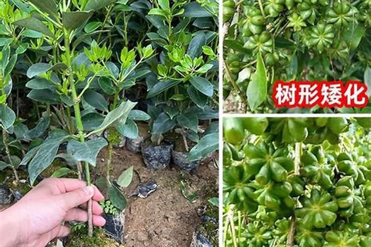 ﻿八角的种植技术