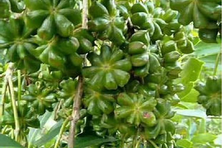 古龙特产八角是什么