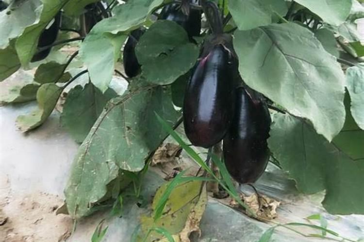 茄子用什么肥料高产茄子高产施什么肥好