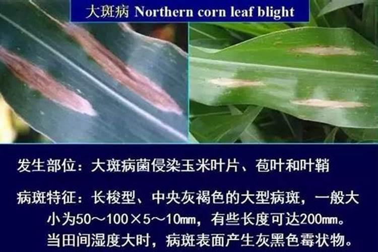 玉米现在盛果期可以喷施叶面肥加杀虫剂吗？