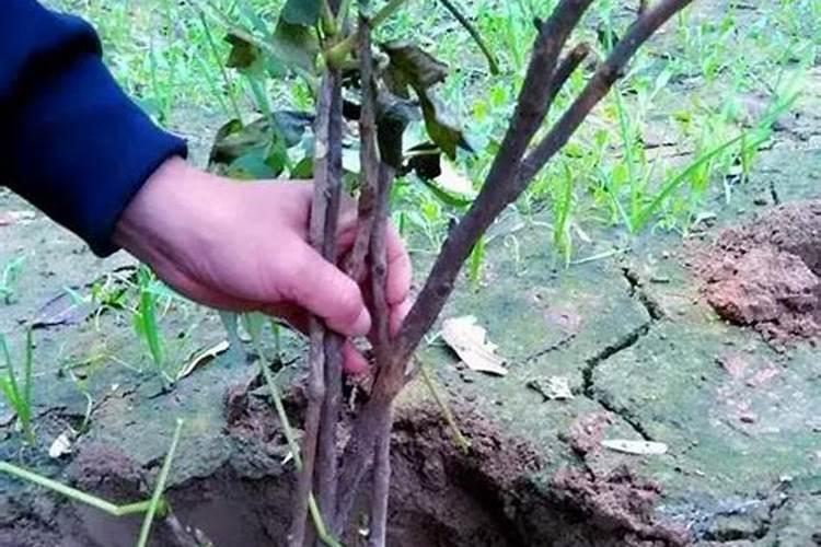 牡丹春天栽成活发芽长叶后可以施肥吗