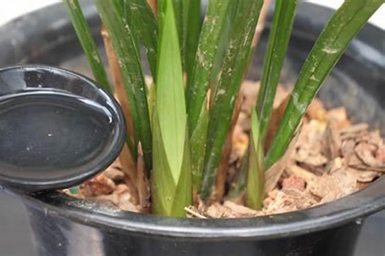 兰花分株后如何浇水施肥？