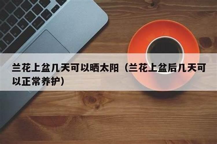 兰花喷什么叶面肥最好(兰花叶面肥喷施注意事项)