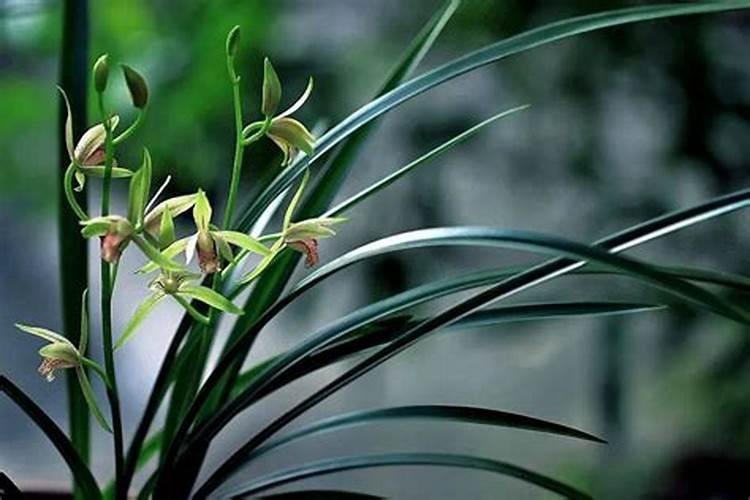 兰花分盆多久施肥