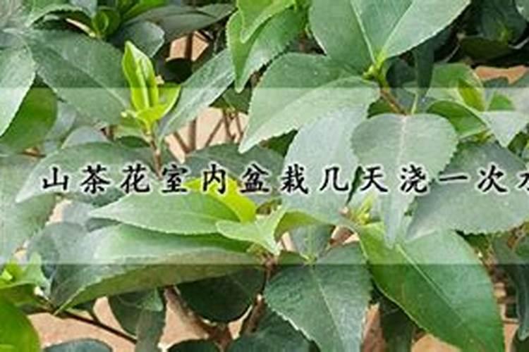 茶花花期后如何养护