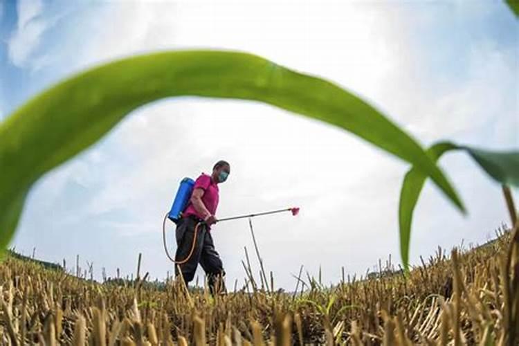 豆角施肥的正确方法豆角虫害防治