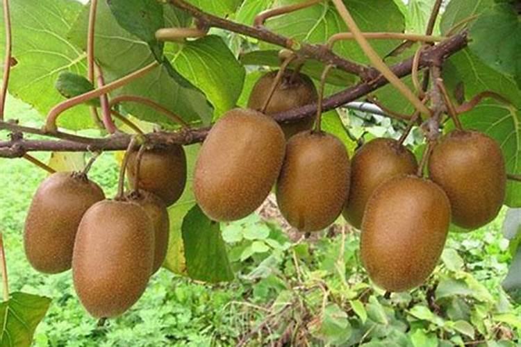 种植大蒜一亩地用多少斤底肥化肥叶面肥