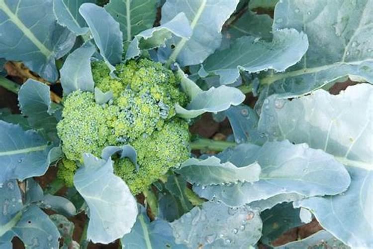 种花菜用什么肥料最好
