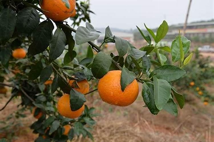 柑橘苗期施什么肥料？