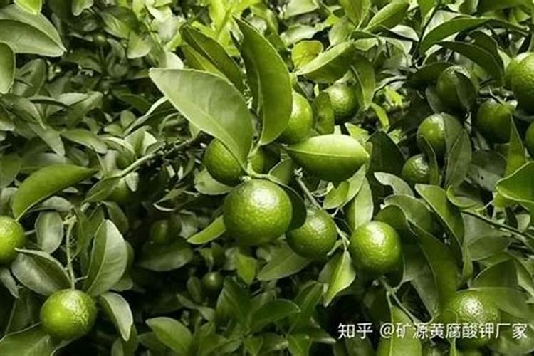 第一年新种的葡萄苗该施什么肥料