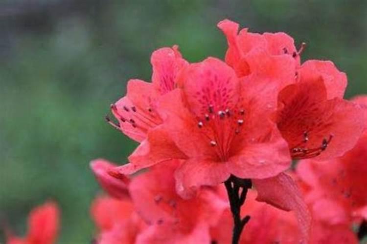 杜鹃花剪枝能施肥浇水吗1？