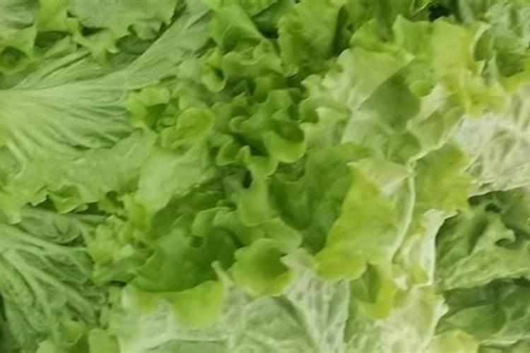 生菜如何施肥