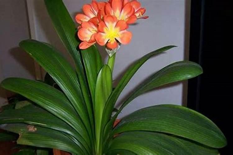 君子兰花用哪种花肥好？