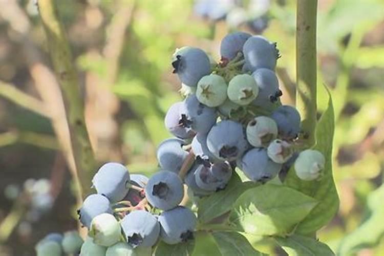 夏季蓝莓要如何修剪 要施什么肥料