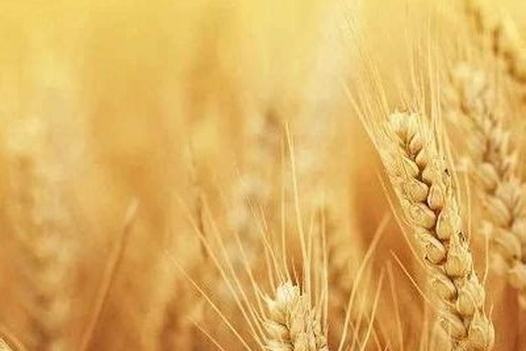 2025年种植小麦二铵价格预测