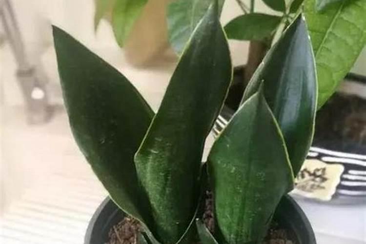 室内种香菜用什么肥料