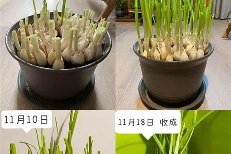 蒜苗用什么叶面肥