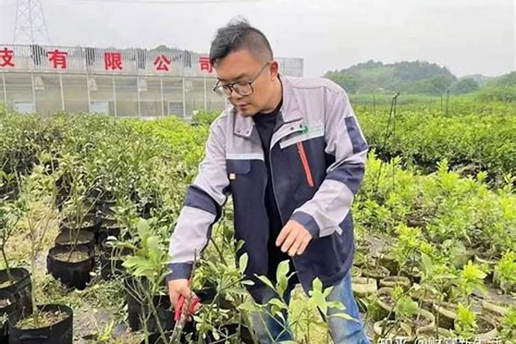 果树专用肥有哪几种