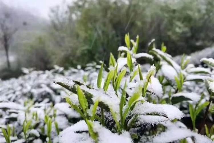 茶树冻害的补救措施