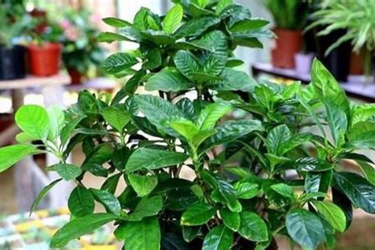 我在沈阳,想在室内养桂花和栀子花,怎么养？