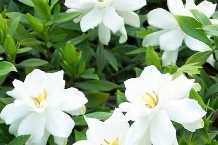 桂花和栀子花冬天在室内怎么养