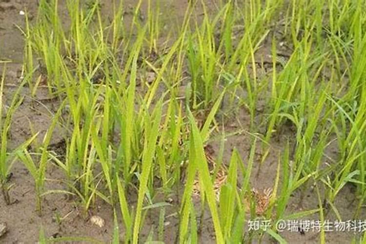 水稻秧苗黄打什么药