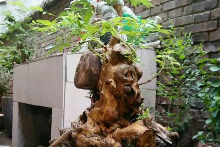 玉树盆栽老桩怎么养(有关玉树盆景养护要点)