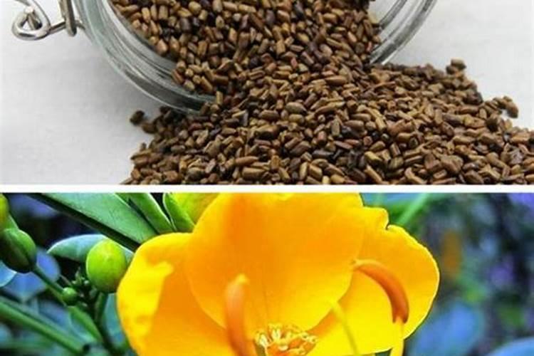 决明子可以做花肥吗