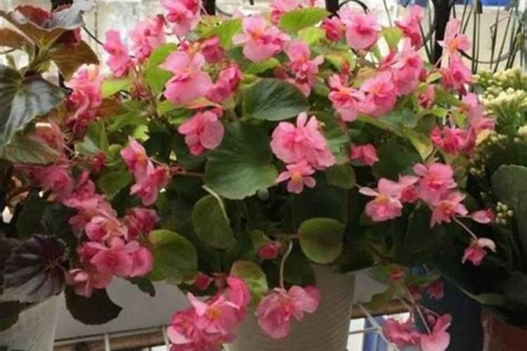 怎样种花？